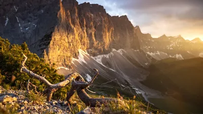 Golden hour light on rugged mountains and twisted tree at sunset.
